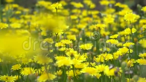欧洲瑞典的一个田野里的蒲公英花黄色的蒲公英花在春天的绿草中视频的预览图