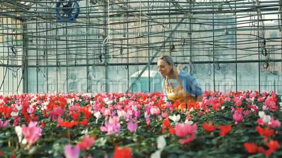 快乐的园丁浇灌着甜蜜的花朵生长在温室里视频的预览图
