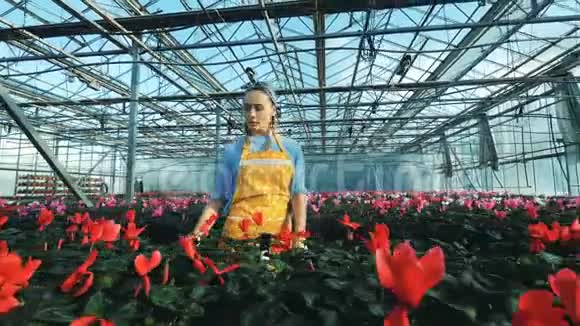 花房里放着红色的仙客来在温室里工作视频的预览图