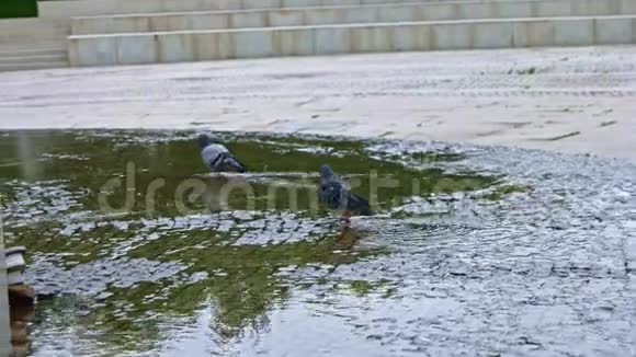 鸽子在水坑里散步视频的预览图