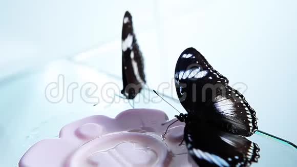 蝴蝶吃蜂蜜白背景高清镜头视频的预览图