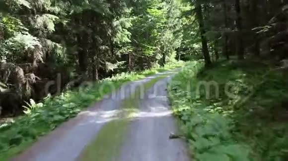 美丽的阳光森林道路被捕获在Kickstooter视点相机卡车前进POV视频的预览图