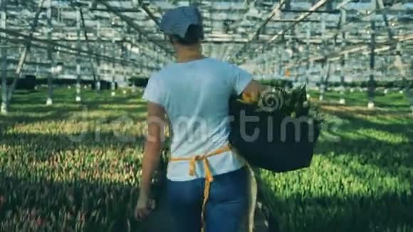 温室的工作人员走在生长的郁金香附近拿着一个花篮视频的预览图