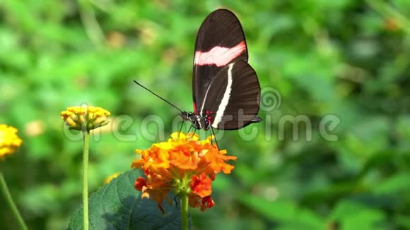 蝴蝶在花园里给花中飞舞的植物授粉视频的预览图