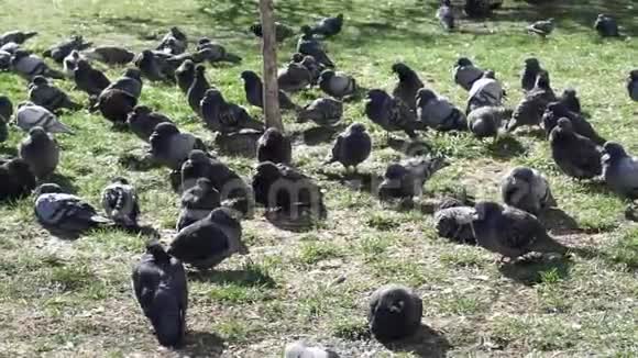 成群的城市鸽子坐在草地上视频的预览图