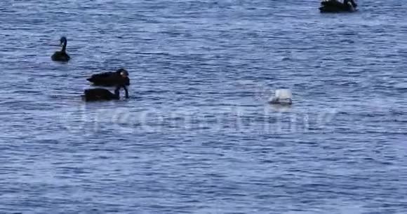 黄嘴鹭鸭嘴兽用4K黑天鹅喂食视频的预览图