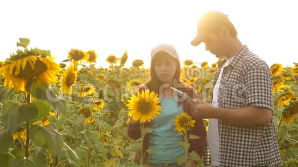 商人和外地商人计划他们的收入农艺师研究向日葵的作物农夫与他共事视频的预览图