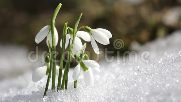 雪中的雪花视频的预览图