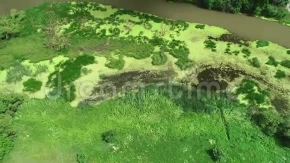 从山顶俯瞰郁郁葱葱的绿色沼泽和肮脏的河流4K视频的预览图