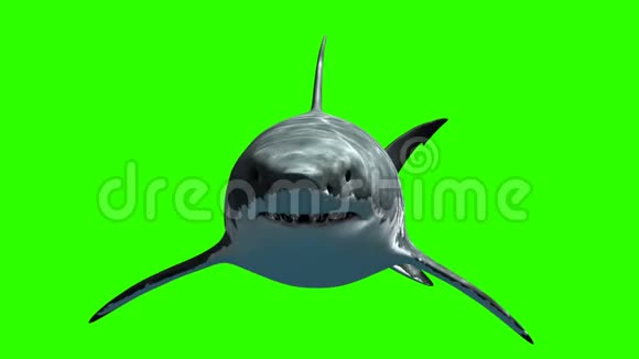 大白鲨巨齿龙慢慢地游到绿色背景上的相机上美丽的三维动画与光线和视频的预览图