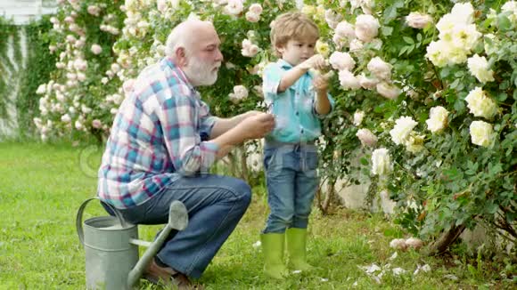 种植植物家庭世代和关系观念孩子们正在花园里浇玫瑰花祖父视频的预览图