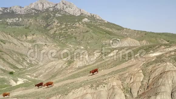 雄伟的山脉美丽的山景奶牛下山到海滩视频的预览图