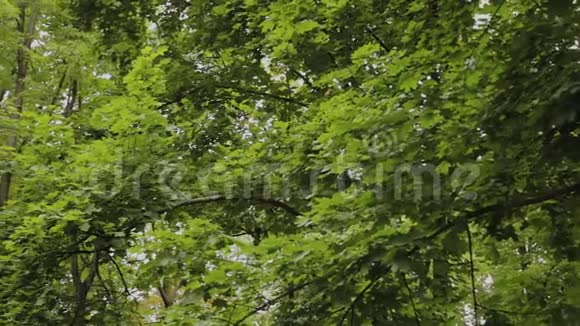 天然绿色的树枝随风摇曳视频的预览图