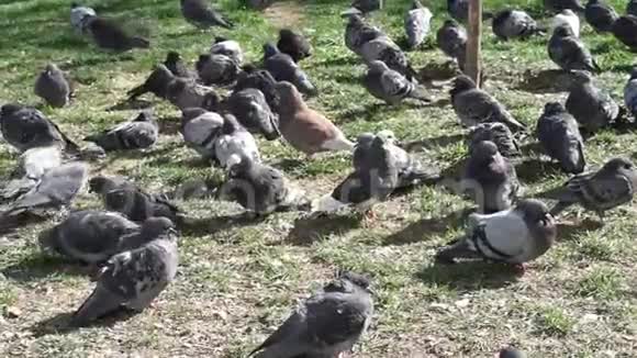 成群的城市鸽子坐在草地上视频的预览图