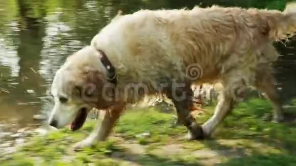 快乐的金毛猎犬沿着山塘走到水里视频的预览图