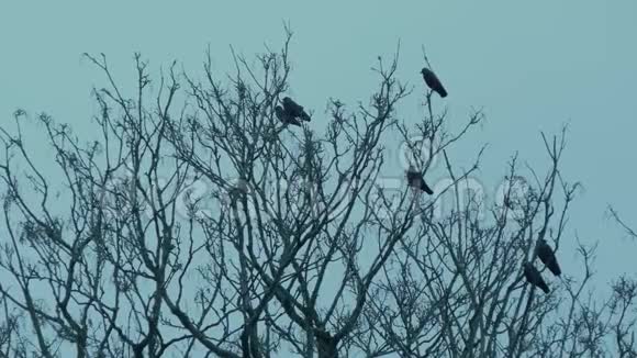 鸟儿栖息在树枝上飞走了视频的预览图