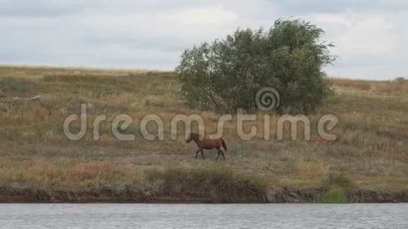 在湖岸或池塘边吃草的棕马视频的预览图