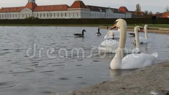 德国巴伐利亚州慕尼黑尼堡宫前池塘上美丽豪华的白色天鹅视频的预览图