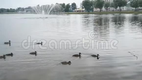 湖里的鸭子一家视频的预览图
