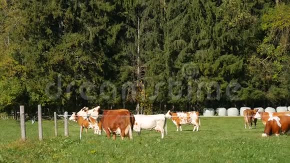 一群红白相间的奶牛在巴伐利亚阿尔卑斯山的草地上吃草脖子上挂着铃铛视频的预览图