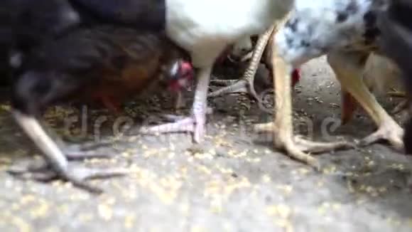 许多鸡在村里的院子里游荡公鸡挥舞着翅膀吃着母鸡的饲料视频的预览图