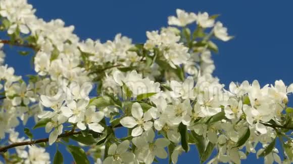 春天许多白色的花朵盛开着苹果园视频的预览图