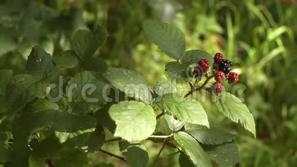 一种成熟浆果的黑莓植物视频的预览图