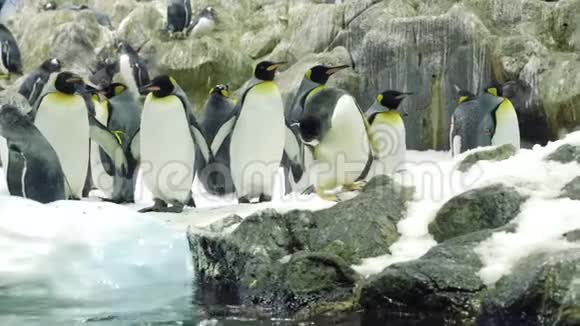 一群企鹅在雪地里野生大自然视频的预览图