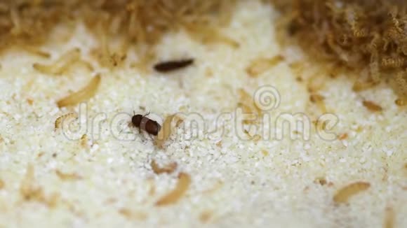 小麦半脑爬行甲虫和幼虫视频的预览图