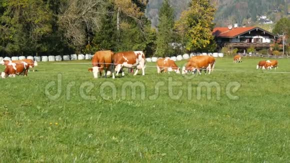 一群红白相间的奶牛在巴伐利亚阿尔卑斯山的草地上吃草脖子上挂着铃铛视频的预览图