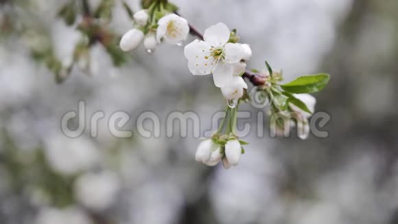 缓慢的雨滴落在白色樱花枝上视频的预览图