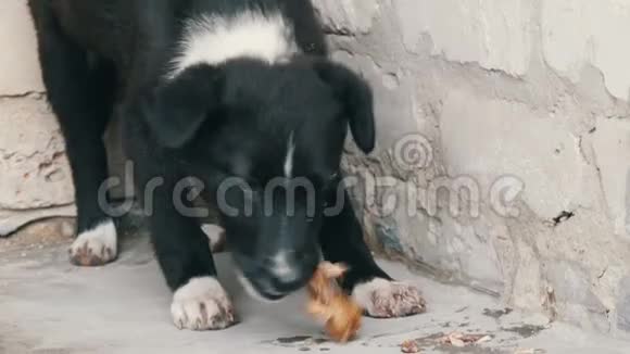 年轻漂亮的黑饥饿小狗在街上吃骨头视频的预览图