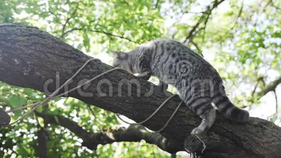 在树枝上的大自然中的家猫视频的预览图