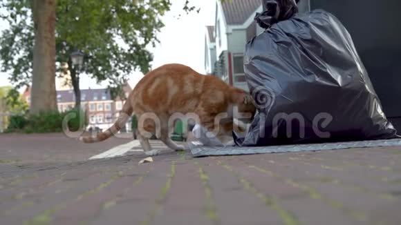 在城市街道上寻找食物的猫视频的预览图