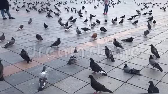 在城市广场上行走的一大群城市鸽子视频的预览图