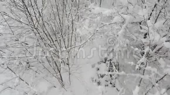 冬季从森林上方的积雪树顶移动的鸟瞰图视频的预览图