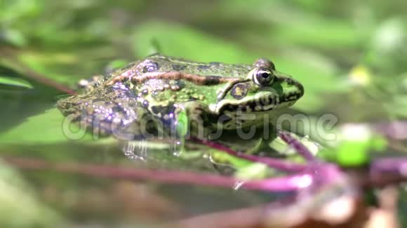一只大青蛙坐在水里的叶子上视频的预览图