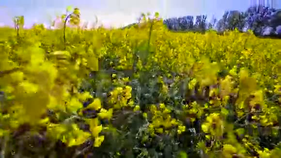 盛开的菜籽油田在夏季特写的田野上视频的预览图