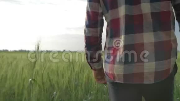 农业企业农民手触摸小穗在绿色的谷物田与天空视频的预览图