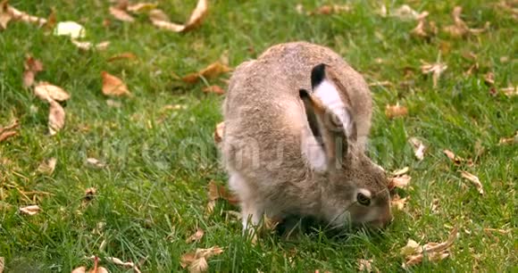 棕兔在绿草上吃草视频的预览图