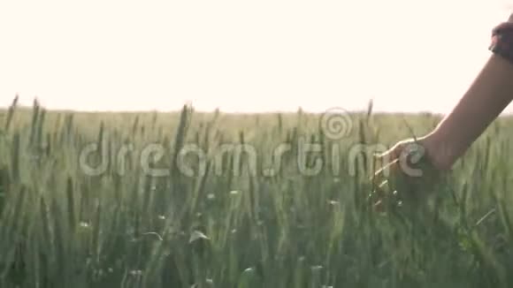 农业农民女孩的手触摸小穗在绿色的谷物田上顶着天空行走视频的预览图