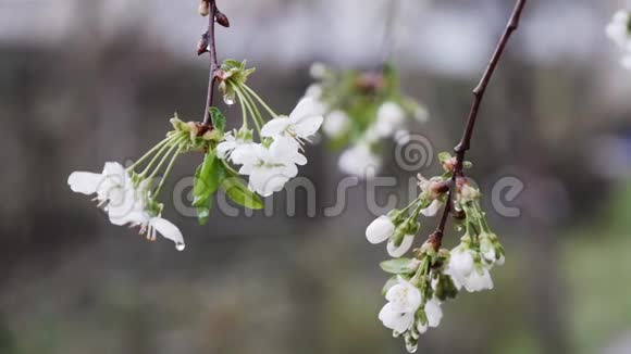 一滴雨落在樱花上视频的预览图