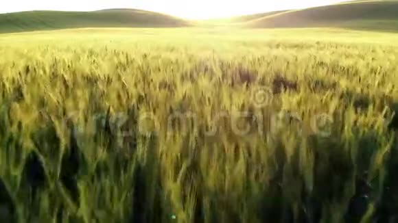 在广袤的黄色麦田托斯卡纳大自然上空盘旋视频的预览图