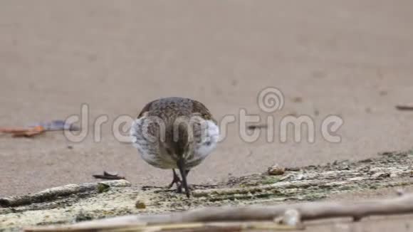 幼鸟邓林卡立德里斯阿尔皮纳沿着沙质海岸散步找到食物并吃掉它视频的预览图