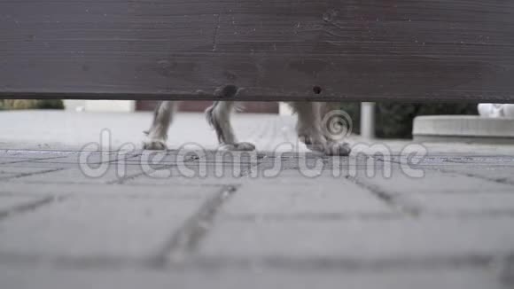 守着房子的狗从木栅栏下的缝隙里往外看视频的预览图