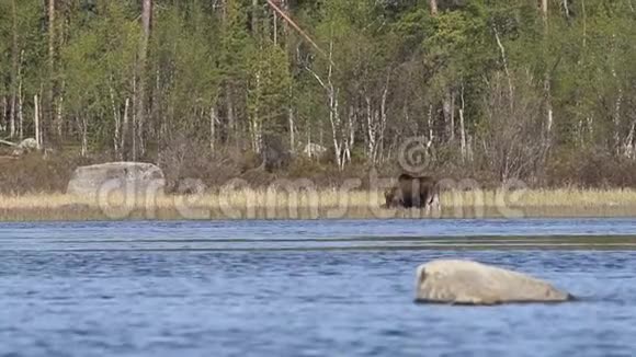 麋鹿雄性在河里吃草视频的预览图