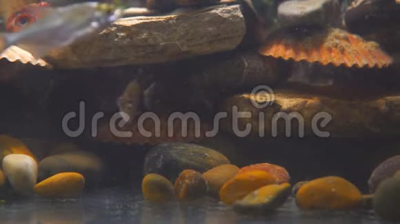 水族馆中石头和其他鱼类背景上的热带鱼黑色裙子Tetra视频的预览图