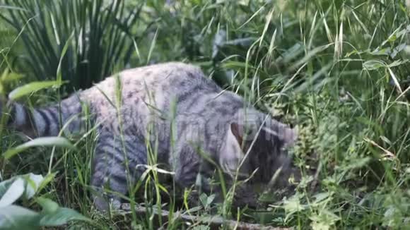 苏格兰猫非常害怕处于大自然的中间视频的预览图