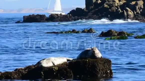 海豹在岩石上休息视频的预览图