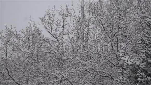 无雪枝上的雪花视频的预览图